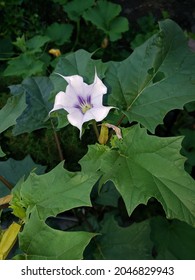 White Night Blooming Moonflower Vine