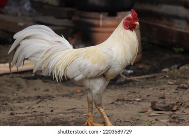 White Noise Machine Big Red Rooster,white Rooster Chicken,white Serama Rooster