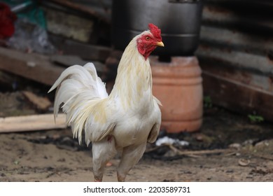 serama chicken white