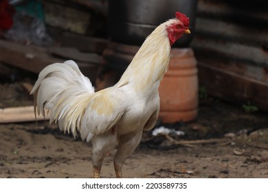 White Noise Machine Big Red Rooster,white Rooster Chicken,white Serama Rooster