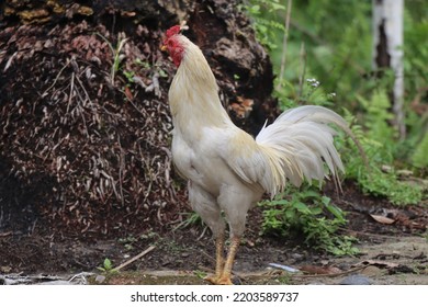 White Noise Machine Big Red Rooster,white Rooster Chicken,white Serama Rooster