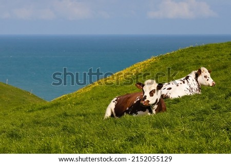 White Normandy cows spotted with brown lying in the green grass of a meadow by the sea. Hills and valley with yellow flowers. Blue sea and sky with clouds in the background. Tourism in France