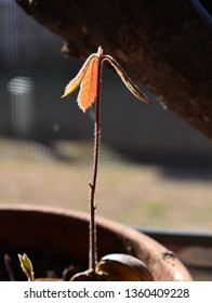 White Oak Seedlings