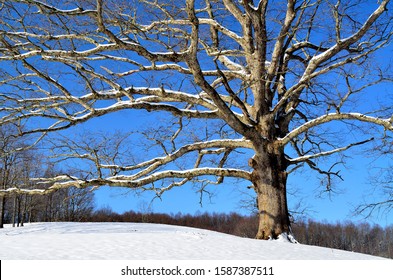 White Oak Tree And Snow, Webster County, West Virginia, USA