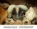 White octopus, Sipadan island, Malaysia