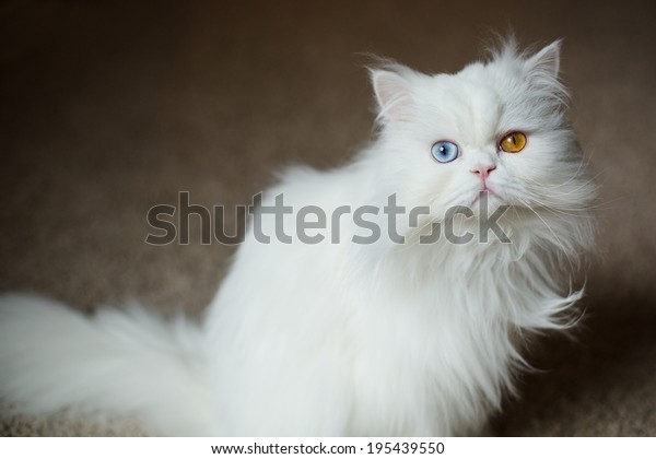 Chat Perse Blanc A Oreille Photo De Stock Modifiable