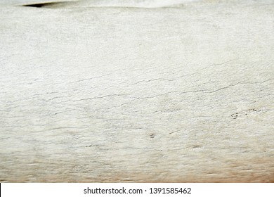 White Old Elephant Humerus Bone Close Up