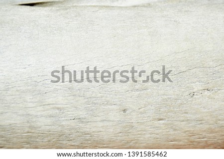 White old elephant humerus bone close up