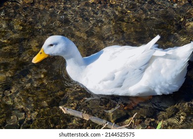 A White Old Female Pekin Duck Swimming In A Shallow River