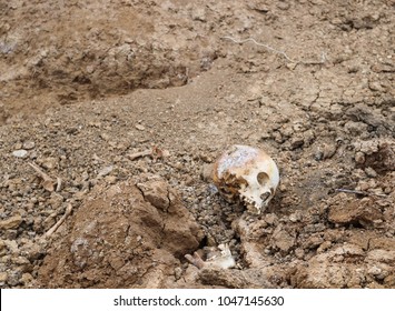 White Old Human Skull Placed On The Ground On The Diggings. 