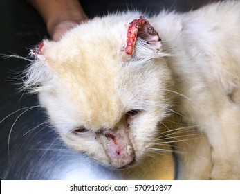A White Old Male Feline Cat With Lesion Of Skin Cancer Or Cutaneous Squamous Cell Carcinoma At Tip Of Ear
