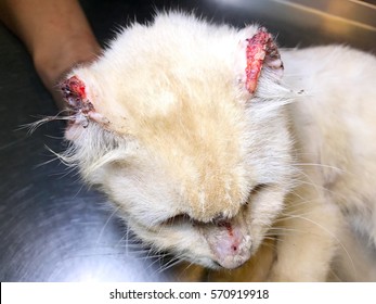 A White Old Male Feline Cat With Lesion Of Skin Cancer Or Cutaneous Squamous Cell Carcinoma At Tip Of Ear.
