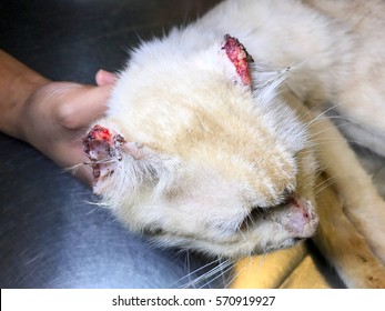 A White Old Male Feline Cat With Lesion Of Skin Cancer Or Cutaneous Squamous Cell Carcinoma At Tip Of Ear.

