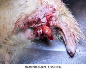 A White Old Male Feline Cat With Lesion Of Skin Cancer Or Cutaneous Squamous Cell Carcinoma At Scrotum
