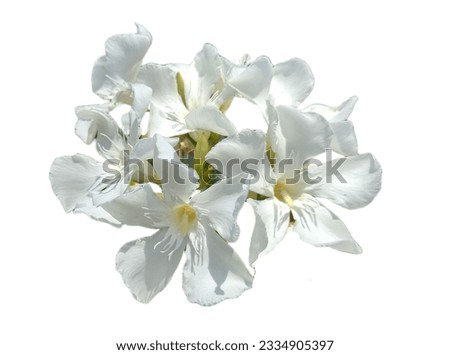 white Oleander flower isolated on white. Nerium oleander