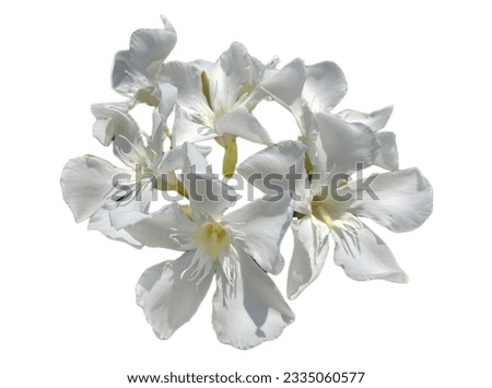white Oleander flower isolated on white. Nerium oleander