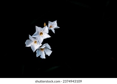 flores blancas adelfa sobre