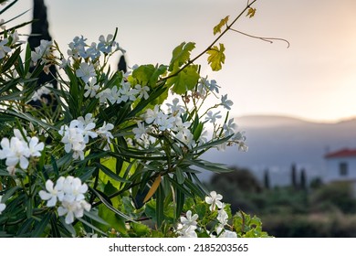 White Oleander In The Garden