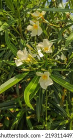 White Oleander Garden In Front Of The House