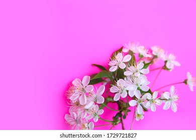 White one cherry blossom twig on fuchsia background. Three flowering branches, detail