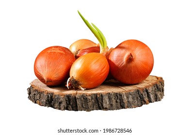 White onion bulbs on a log slice, slab isolated on white background. Cooking vegetable.