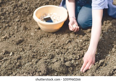 white onion, plants, seedlings. Hands planting onions to grow progressively. - Powered by Shutterstock