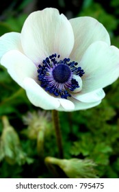 White Opal Anemone Flower Closeup