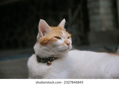 White orange bicolor cat make a sneaky face