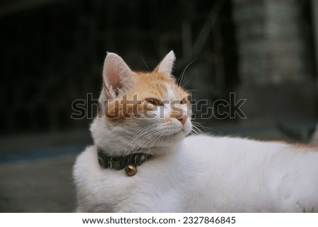 White orange bicolor cat make a sneaky face