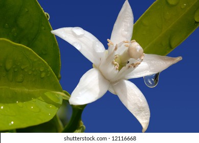 White Orange Blossom With Water Drop In Full Bloom Against Blue Sky