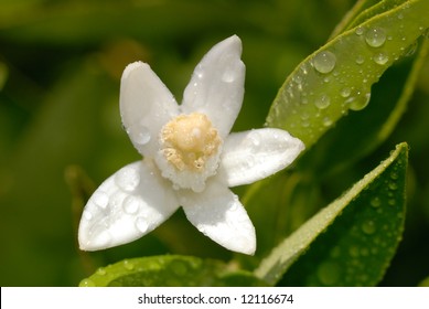 White Orange Blossom With Water Drops In Full Bloom Against Green Leaves