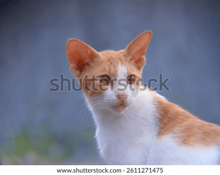 a white and orange cat