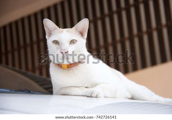 White and orange cat with orange
collar laying dawn on the car. cat is a small domesticated
carnivorous mammal with soft fur, a short snout, and retractile
claws.