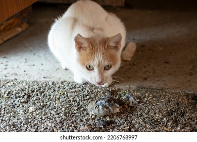 White And Orange Cat Eating A Bird