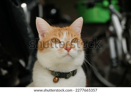 An white orange cat is looking at something