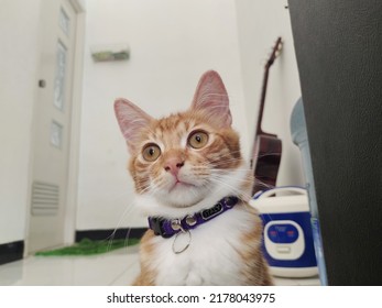 The White Orange Cat Is Not Looking At The Camera, He Is So Adorable