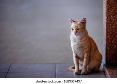 A White Orange Cat Sitting Beside A Limestone Pillar.