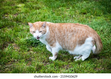 White Orange Cat Walking Around