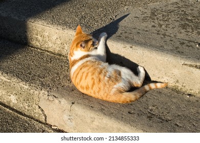 White And Orange Domestic Cat Laying Down On The Old Stairs Outdoors, Croatia