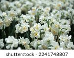 White and orange Double daffodils (Narcissus) Sir Winston Churchill bloom in a garden in April