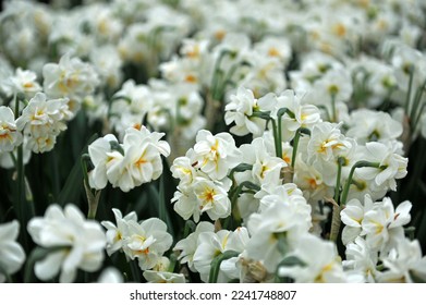 White and orange Double daffodils (Narcissus) Sir Winston Churchill bloom in a garden in April - Shutterstock ID 2241748807
