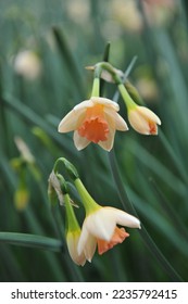 White and orange Jonquilla and Apodanthus daffodils (Narcissus) Blushing Lady bloom in a garden in April - Shutterstock ID 2235792415