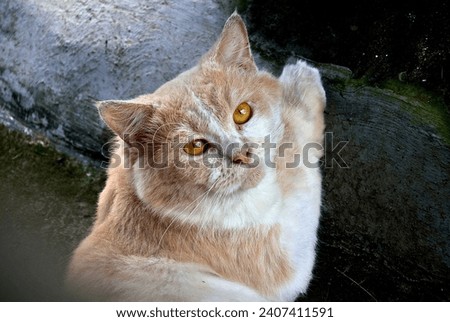 White orange stripped cat sitting and climb
