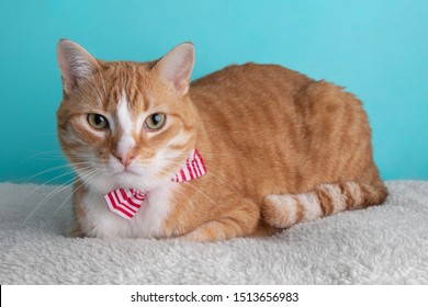 White Orange Tabby Cat Wearing Red Striped Bow Tie Lying Down Portrait Cute Costume Collar Pet