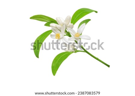 White orange tree flowers, buds and leaves branch isolated on white. Calamondin citrus blossom bunch.