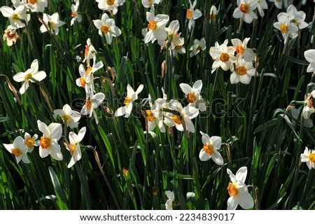 White with orange-yellow cups Small-Cupped daffodils (Narcissus) Aflame bloom in a garden in April