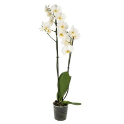 White Orchid 2 Branches In A Pot