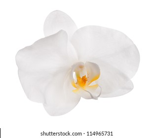 White Orchid