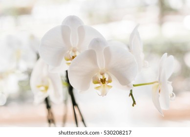 White Orchid