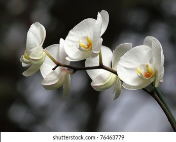 white orchid - Shutterstock ID 76463779